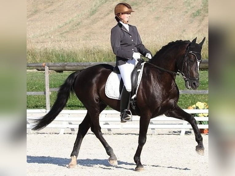 Connemara Gelding 1 year Grey in Straskov