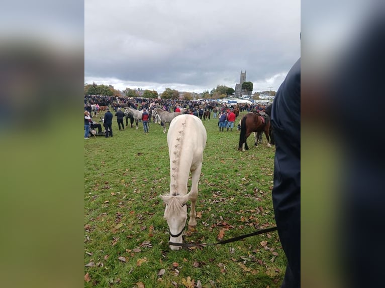 Connemara Gelding 2 years 12,2 hh in Dhronecken