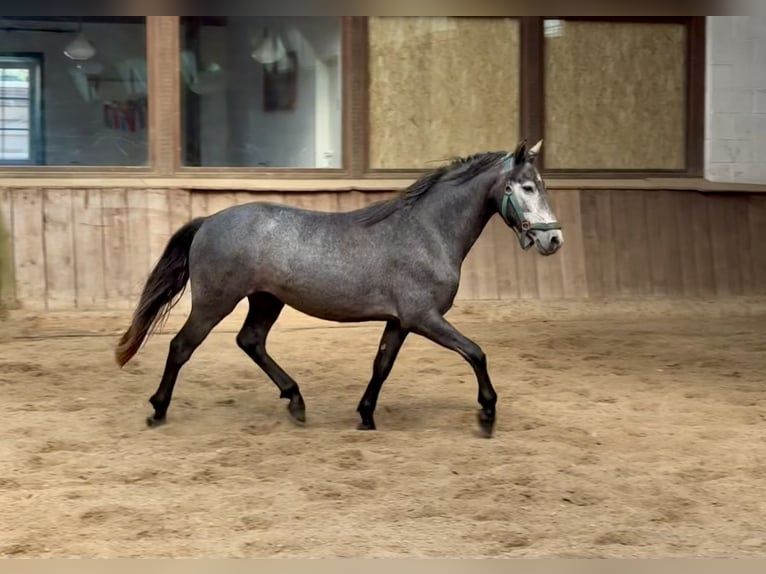 Connemara Gelding 2 years 13,2 hh Gray-Dapple in Osdorf