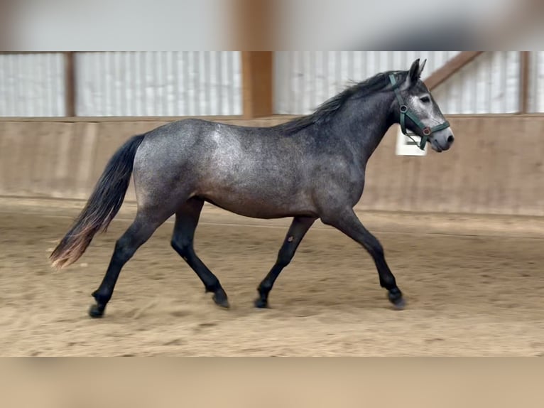 Connemara Gelding 2 years 13,2 hh Gray-Dapple in Osdorf