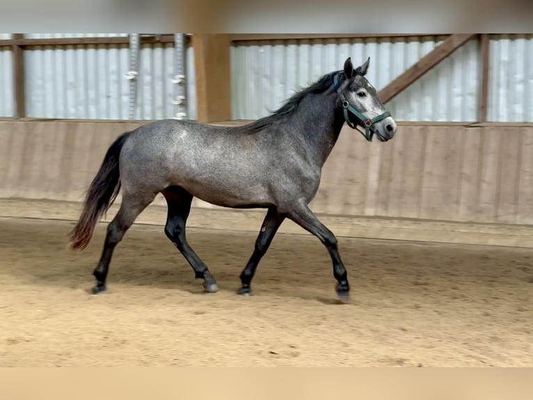 Connemara Gelding 2 years 13,2 hh Gray-Dapple in Osdorf