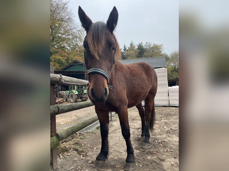 Connemara Mix Gelding 2 years 14,1 hh Brown in Alt Duvenstedt