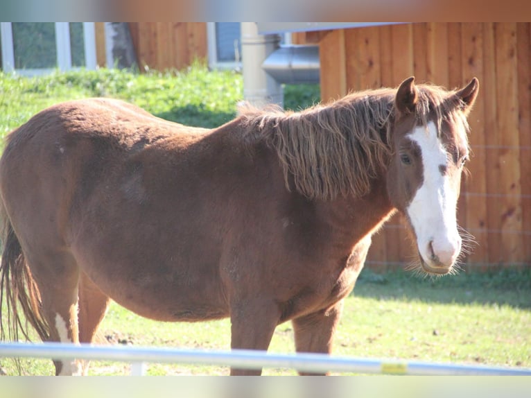 Connemara Mix Gelding 2 years 14,1 hh Chestnut-Red in Mudau