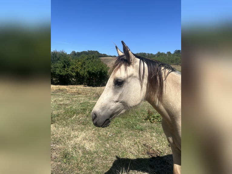 Connemara Gelding 2 years 14,1 hh Dun in Mondouzil