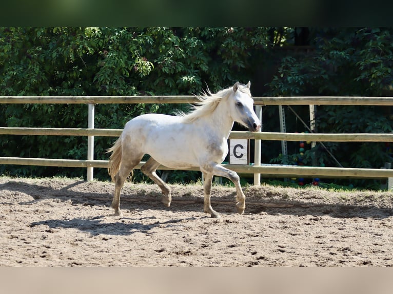 Connemara Gelding 2 years 14,1 hh Gray in Greding