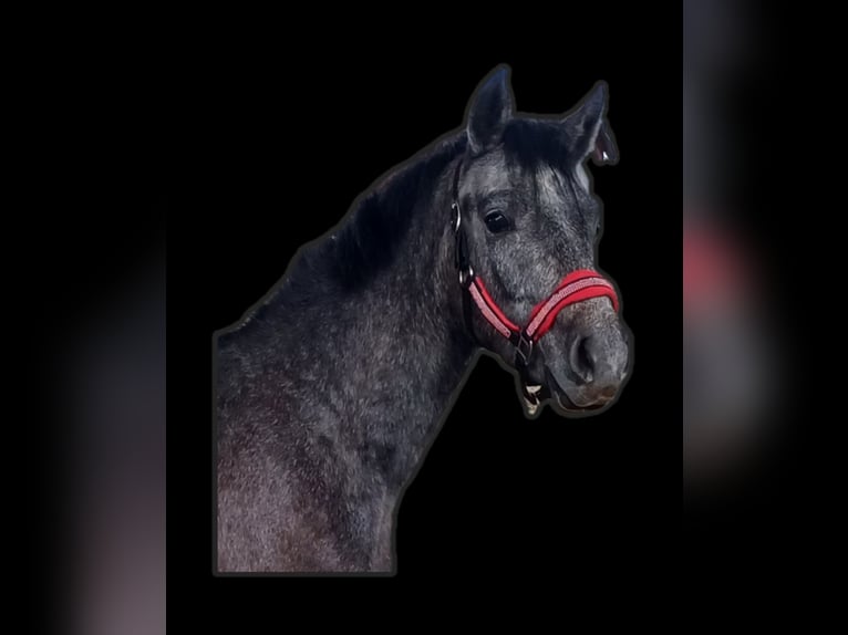 Connemara Gelding 2 years 14,1 hh Gray in Handenberg