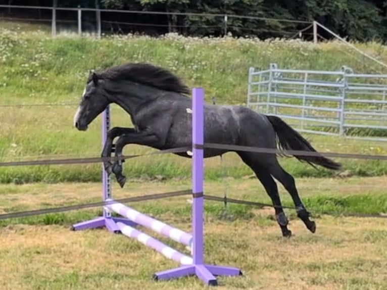 Connemara Gelding 2 years 14.1 hh Grey-Dark-Tan in Dachsberg