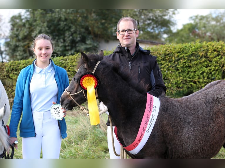 Connemara Gelding 2 years 14.1 hh Grey-Dark-Tan in Dachsberg