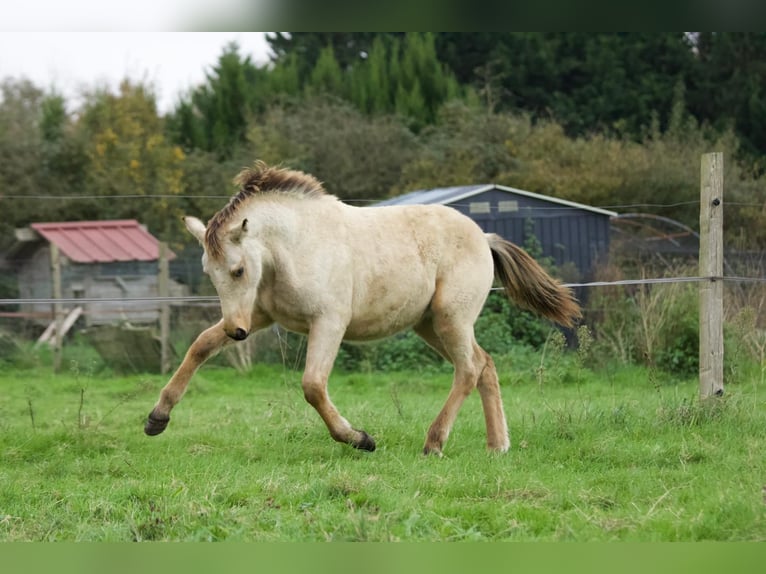 Connemara Mix Gelding 2 years 14.2 hh Dun in Le Gâvre