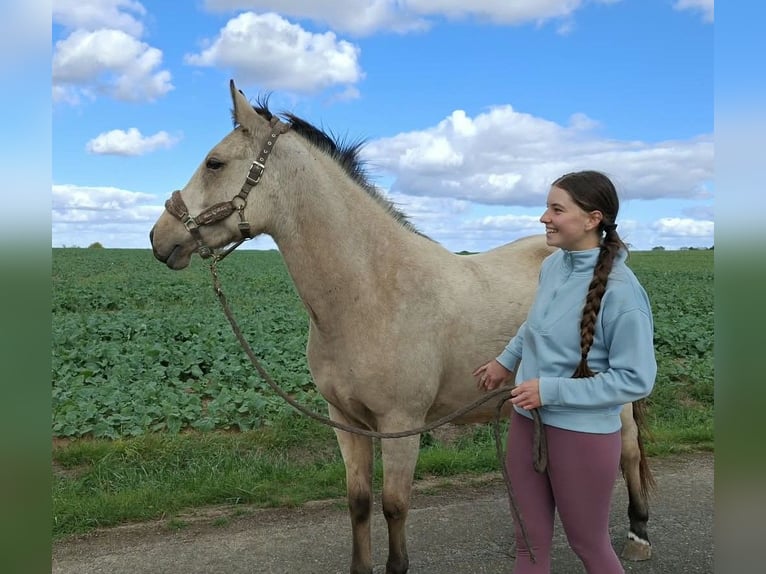 Connemara Mix Gelding 2 years 14.2 hh Dun in Le Gâvre