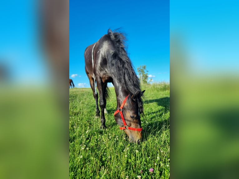 Connemara Gelding 2 years 14 hh Brown in Burggen