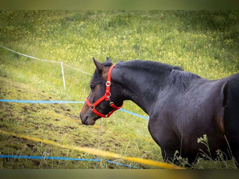 Connemara Gelding 2 years 14 hh Brown in Burggen