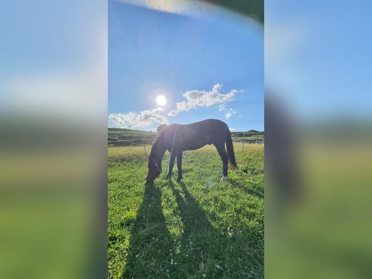 Connemara Gelding 2 years 14 hh Brown in Burggen
