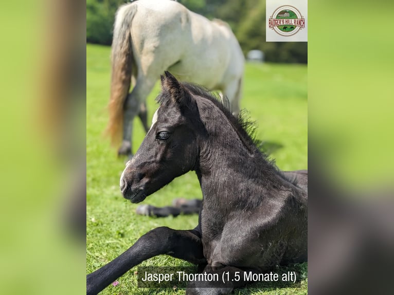 Connemara Gelding 2 years 14,1 hh Grey-Dark-Tan in Dachsberg