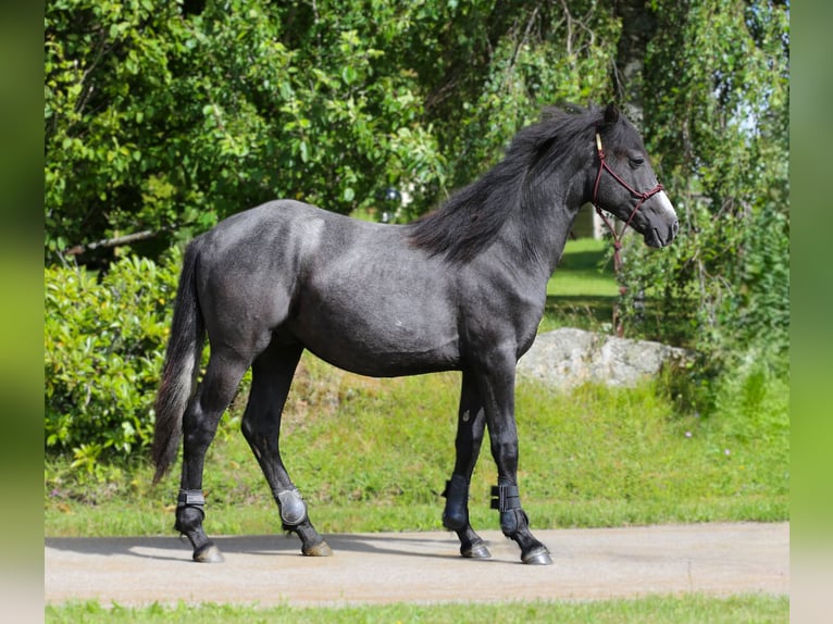 Connemara Gelding 2 years 14,1 hh Grey-Dark-Tan in Dachsberg