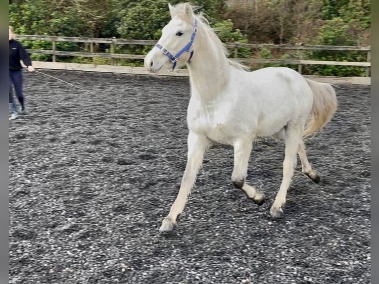 Connemara Gelding 2 years 14,1 hh White in Kenmare