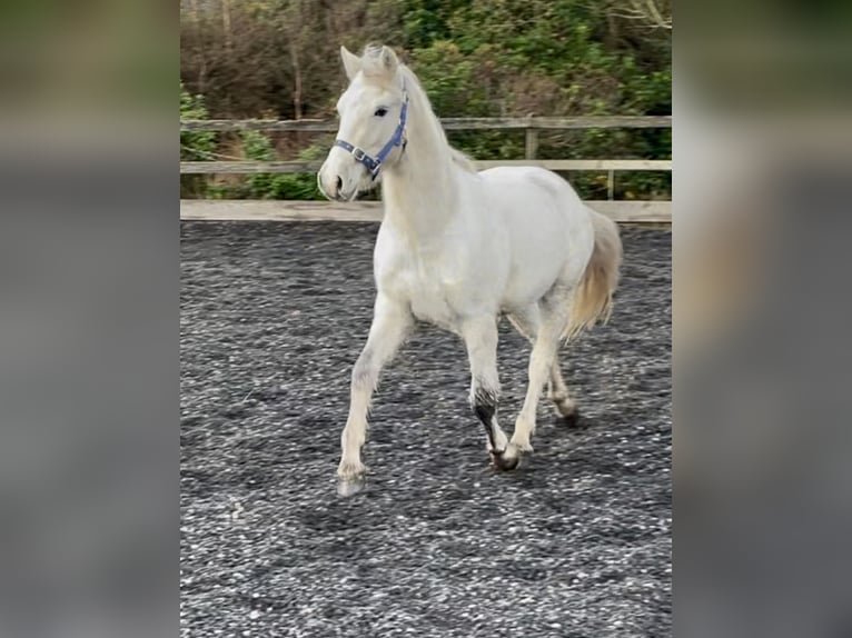 Connemara Gelding 2 years 14,1 hh White in Kenmare