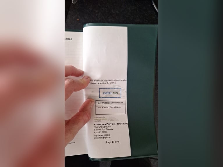 Connemara Gelding 2 years 14,1 hh White in Kenmare