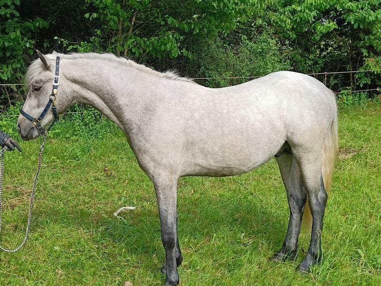 Connemara Gelding 2 years 14,2 hh Can be white in Rothenbuch