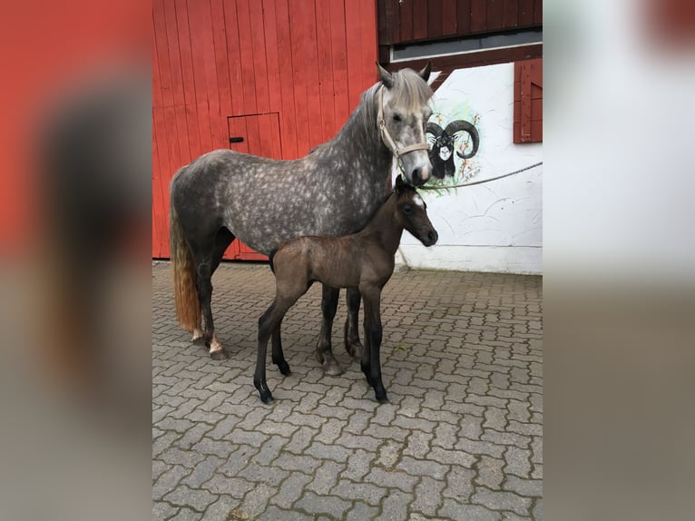 Connemara Gelding 2 years 14,2 hh Can be white in Rothenbuch