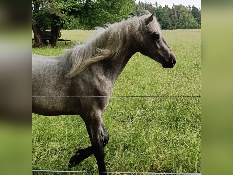 Connemara Gelding 2 years 14,2 hh Can be white in Rothenbuch