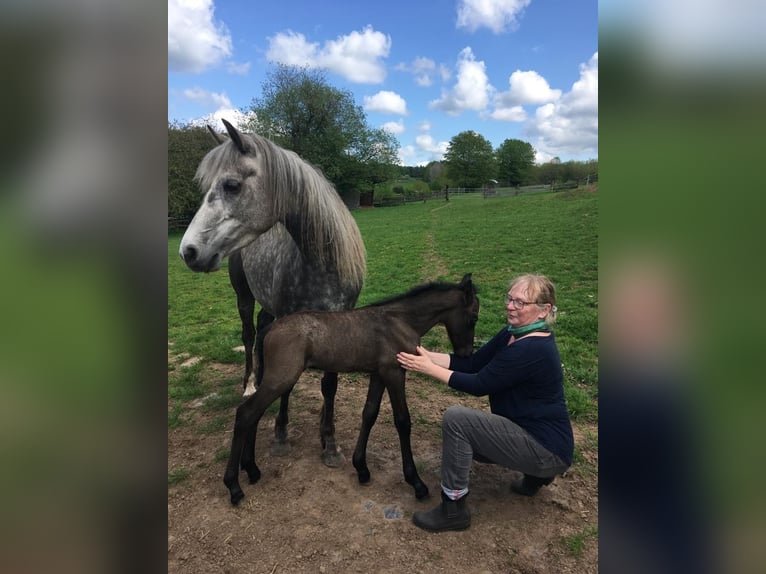 Connemara Gelding 2 years 14,2 hh Can be white in Rothenbuch
