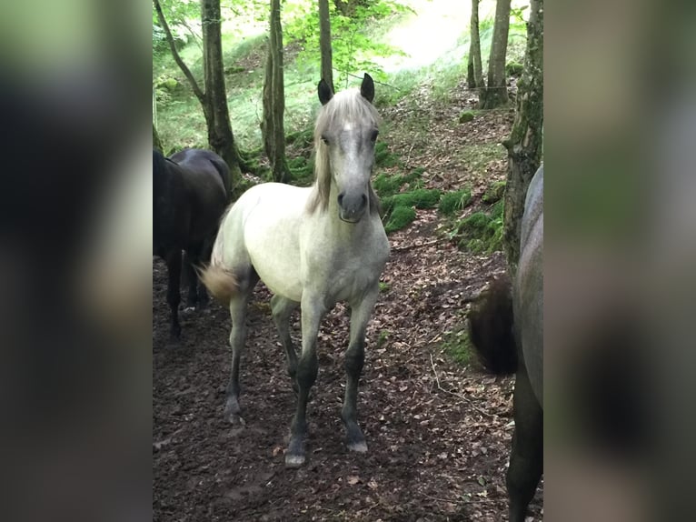 Connemara Gelding 2 years 14,2 hh Can be white in Rothenbuch