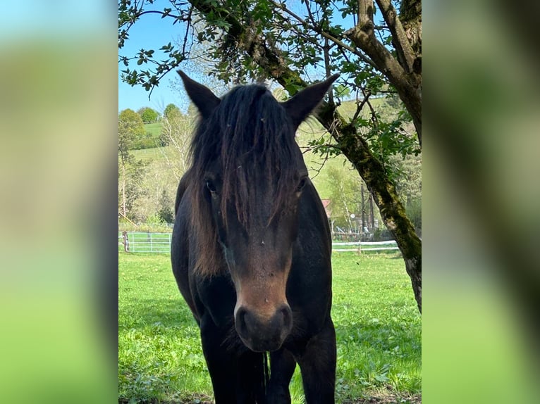 Connemara Gelding 2 years 14,2 hh Smoky-Black in Rothenbuch