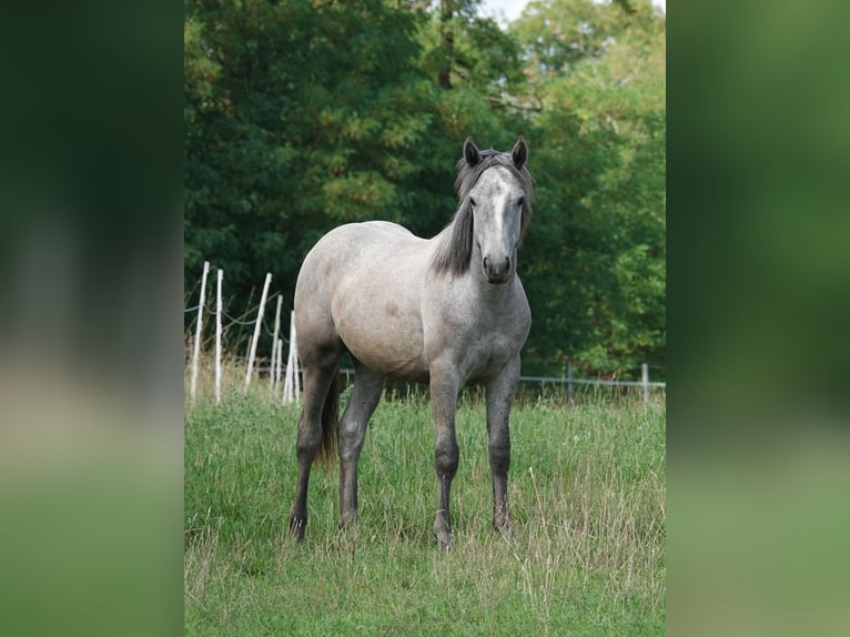 Connemara Gelding 2 years Grey in Straskov