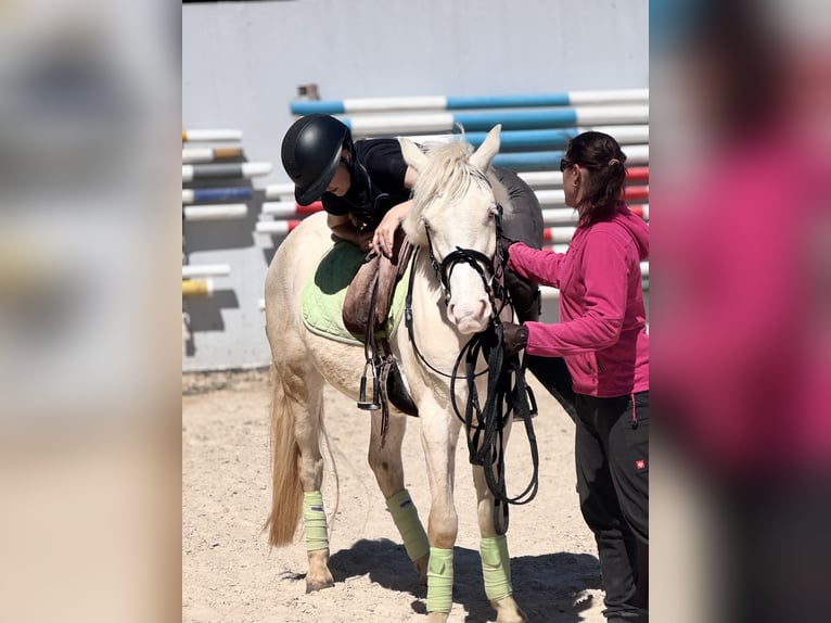 Connemara Gelding 3 years 13.2 hh Cremello in Stockem