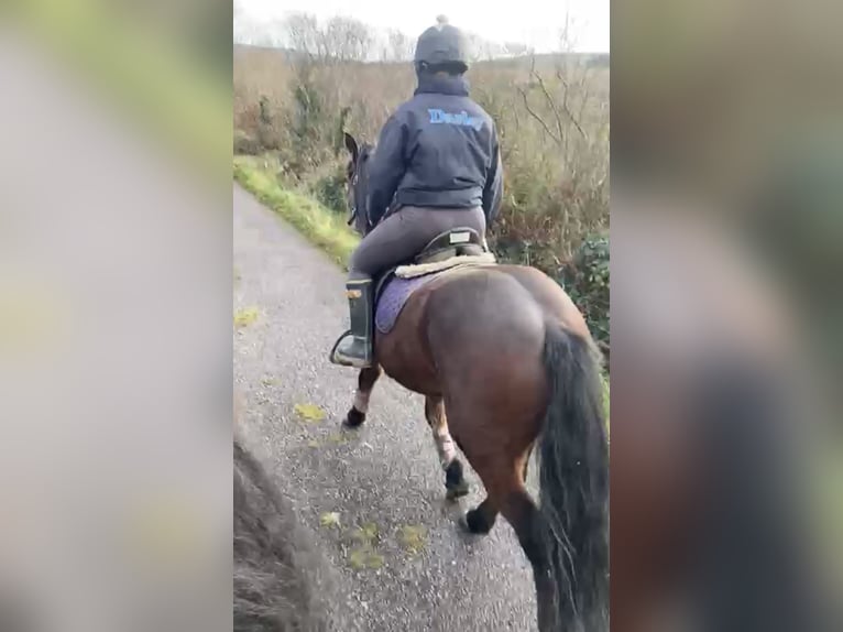 Connemara Gelding 3 years 13,2 hh Bay-Dark in Bantry