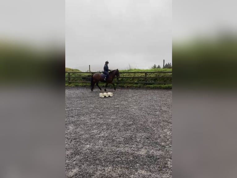 Connemara Gelding 3 years 13,2 hh Bay-Dark in Bantry