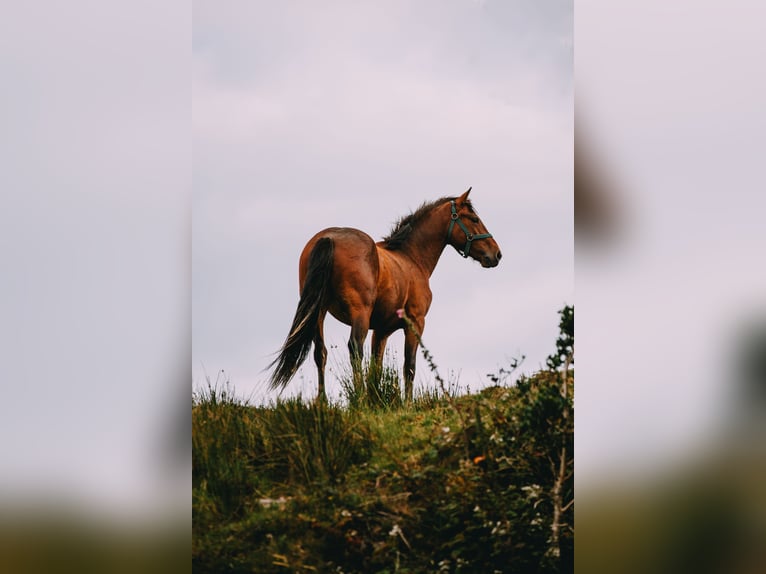 Connemara Gelding 3 years 13,2 hh Bay-Dark in Bantry