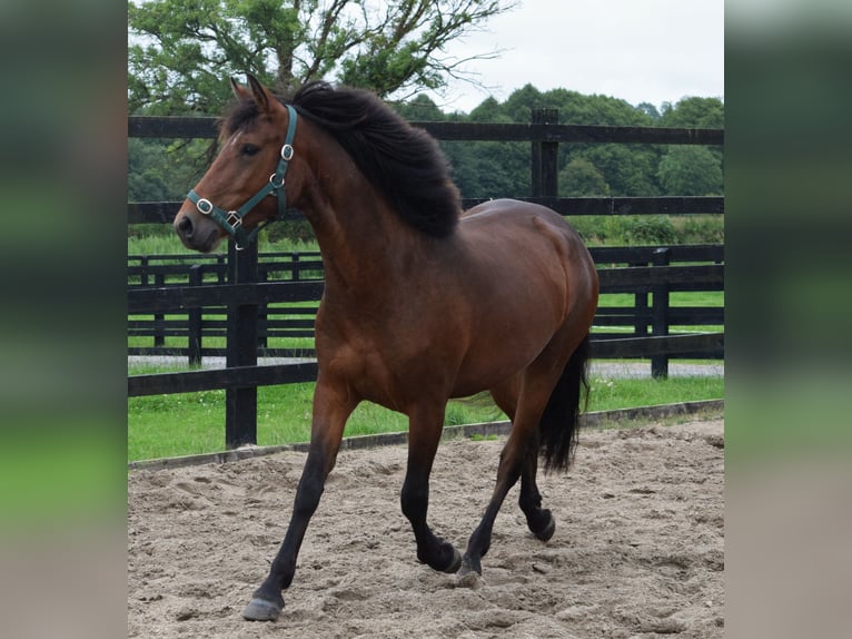 Connemara Gelding 3 years 14,1 hh Bay in Ireland