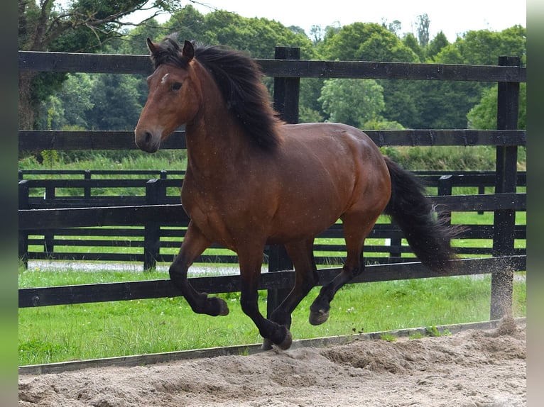 Connemara Gelding 3 years 14,1 hh Bay in Ireland