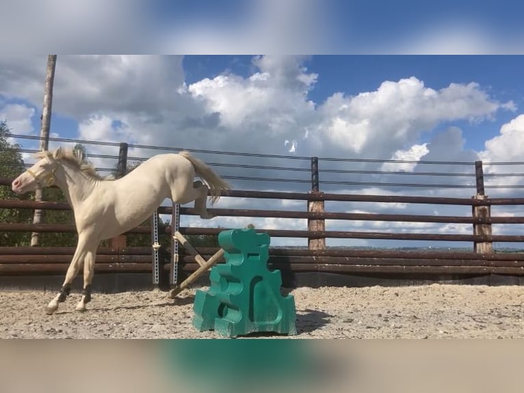 Connemara Gelding 3 years 14,1 hh Cremello in Liège