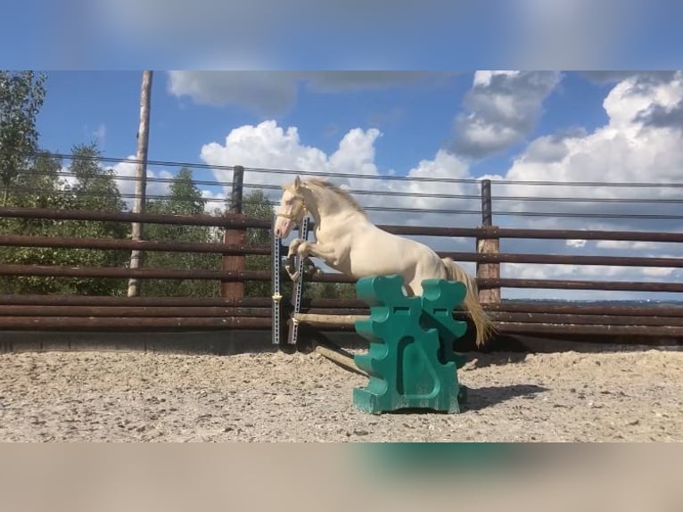 Connemara Gelding 3 years 14,1 hh Cremello in Liège