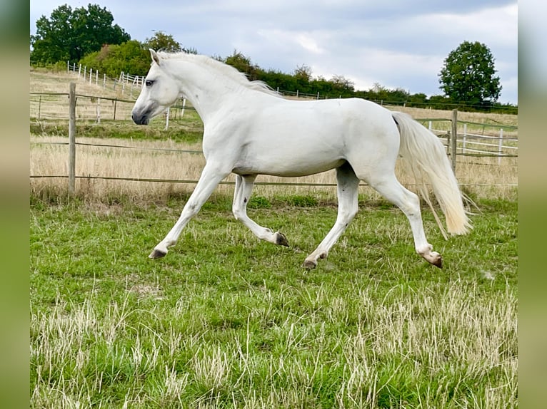 Connemara Gelding 3 years 14,1 hh Gray in Lisberg