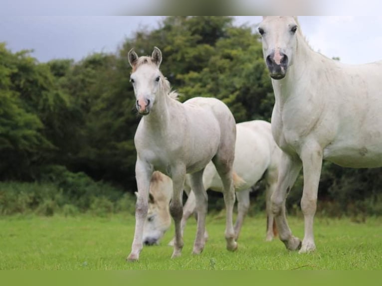 Connemara Gelding 3 years 14,1 hh Gray in Lisberg