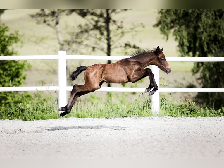 Connemara Gelding 3 years 14,1 hh Gray in Handenberg