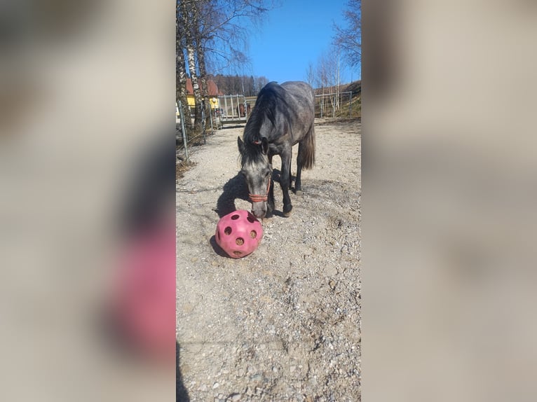 Connemara Gelding 3 years 14,1 hh Gray in Handenberg