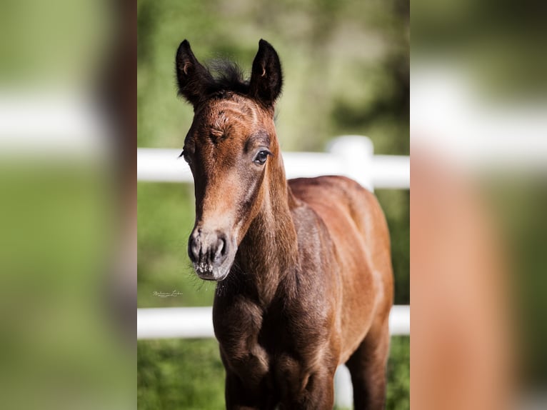 Connemara Gelding 3 years 14,1 hh Gray in Handenberg