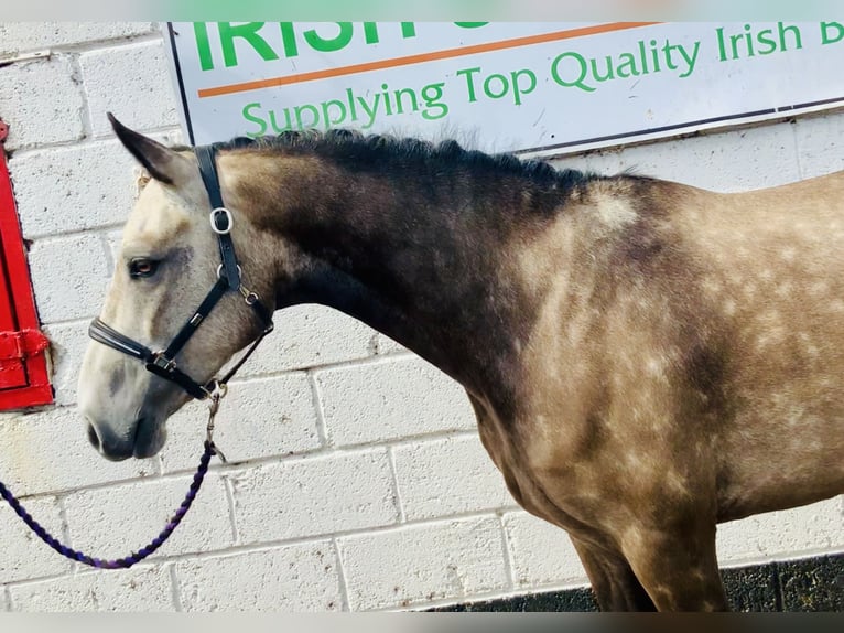 Connemara Gelding 3 years 14,1 hh Gray in Mountrath