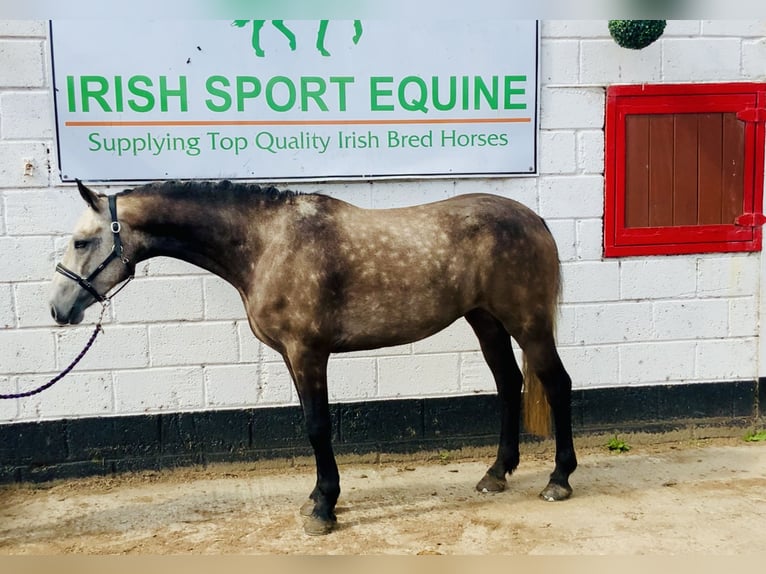 Connemara Gelding 3 years 14,1 hh Gray in Mountrath