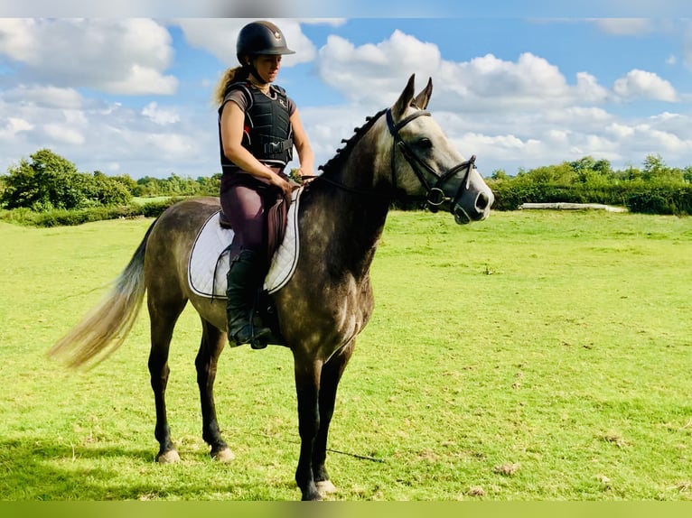 Connemara Gelding 3 years 14,1 hh Gray in Mountrath