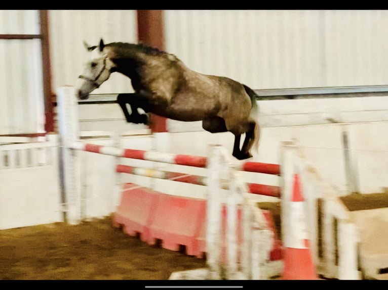 Connemara Gelding 3 years 14,1 hh Gray in Mountrath