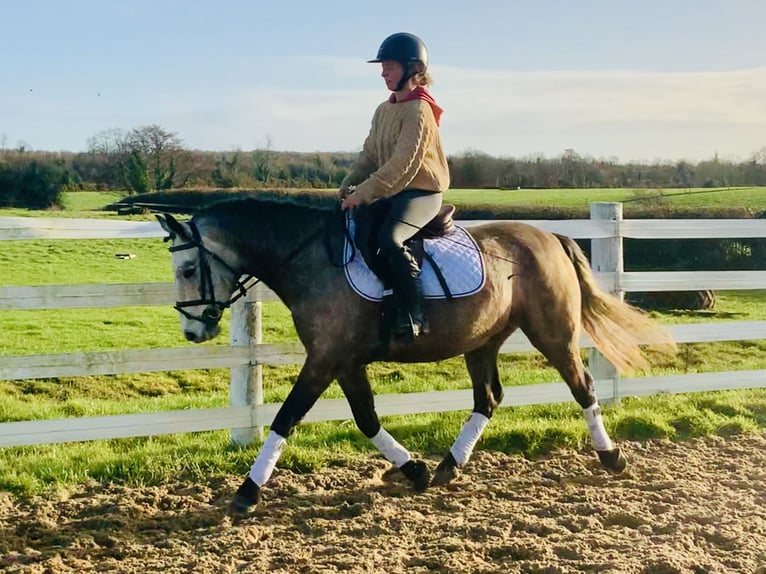 Connemara Gelding 3 years 14,1 hh Gray in Mountrath