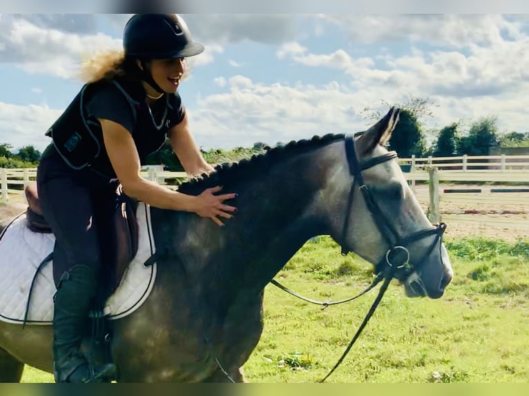 Connemara Gelding 3 years 14,1 hh Gray in Mountrath