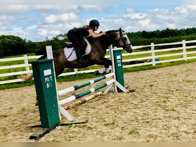 Connemara Gelding 3 years 14,1 hh Gray in Mountrath