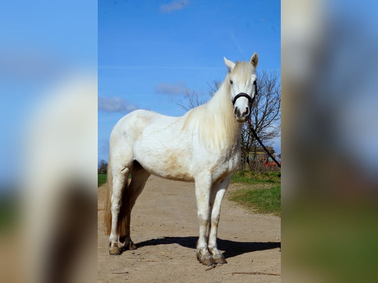 Connemara Gelding 3 years 14.1 hh Grey in Laubach